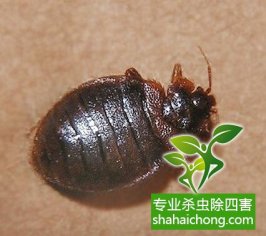 深圳幼兒園除四害工作計(jì)劃總結(jié)